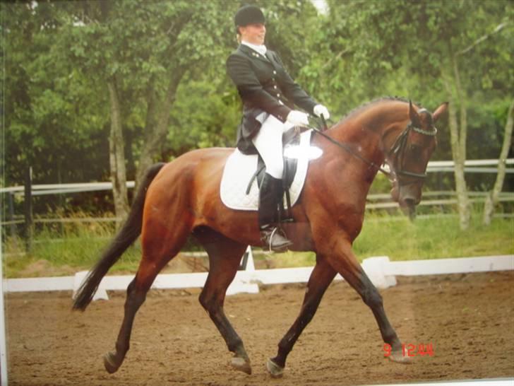 Tysk Oldenburger Don Armani - Så meget er der sket på et år.. sommeren 07 billede 1