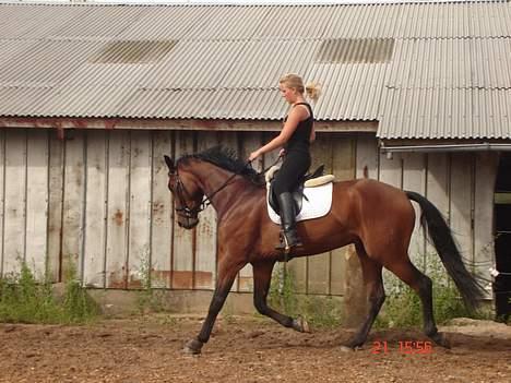 Tysk Oldenburger Don Armani - sommeren 2006 billede 2