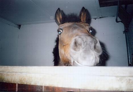 Anden særlig race Vandmøllens Tjengo <3 - "Bøøh" Elsker den pony. Taget af: Mig billede 11