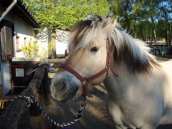 Fjordhest Claus (Part) - Heej velkommen til Clauses profil billede 1