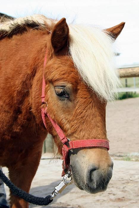 Shetlænder Lonnie - SOLGT - (foto - Lima) billede 1