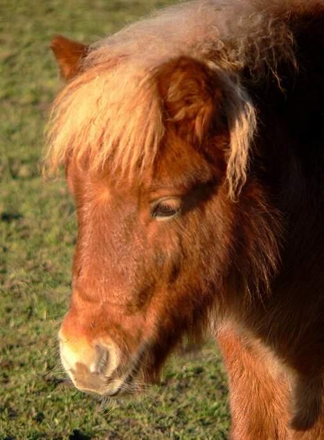Shetlænder Lonnie - SOLGT - (foto - Lima) billede 2