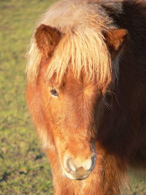 Shetlænder Lonnie - SOLGT - (foto - Lima) billede 3