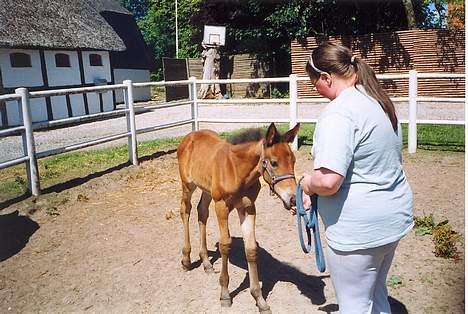 Traver Olympia Spirit - Her intrudseres hun for træktovet inden Diana kommer hende i snor for første gang billede 3