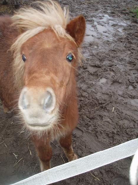 Shetlænder Lonnie - SOLGT - (foto - Lima) billede 4