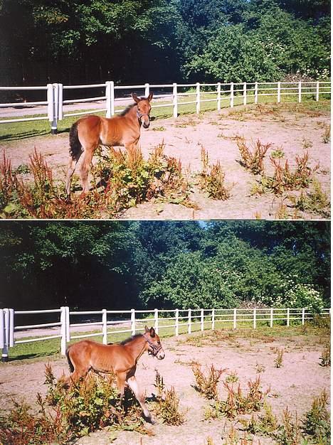 Traver Olympia Spirit - Fold ´6´ hvor Diana fik fanget mig alene hvor jeg ikke klister til mama Celeste billede 7