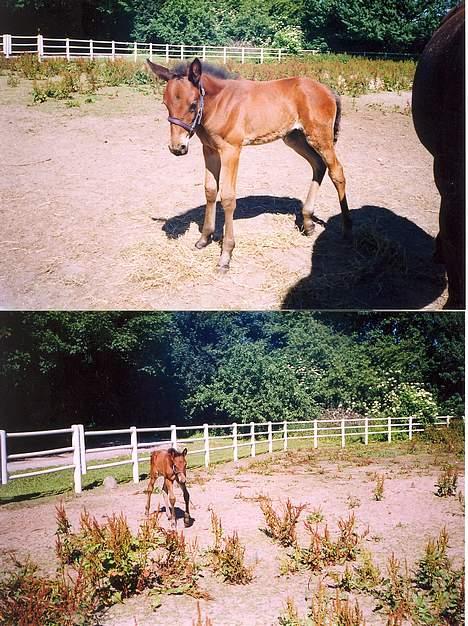 Traver Olympia Spirit - Folden igen et hvor mor´s side kom i vejen og et alene foto billede 8