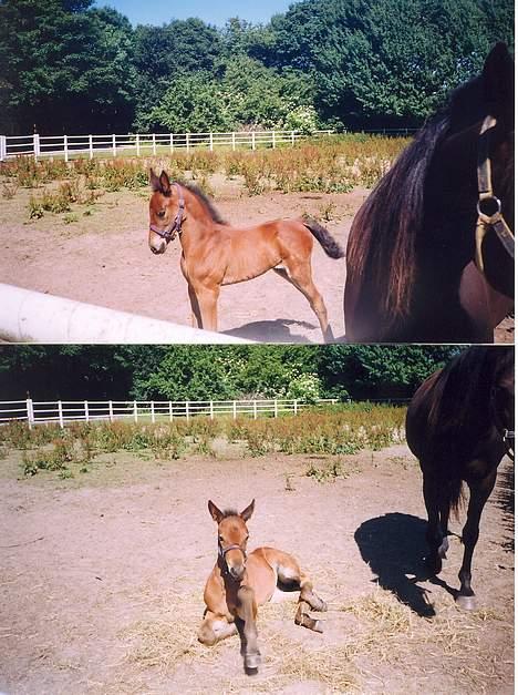 Traver Olympia Spirit - Et stræk og stå op fra søvnen det havde Diana ikke set før filmen blev fremkaldt hun var selvfølgelig stolt over et så godt billed billede 9