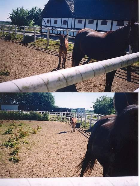 Traver Olympia Spirit - Diana prøvede at få mig i billedet men mor kom i vejen billede 10