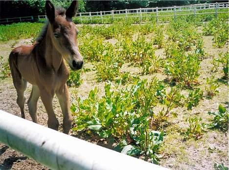 Traver Olympia Spirit - Ugen efter min fødsel og Diana var heldig at fange mig alene så mor ikke kom med i billedet billede 11