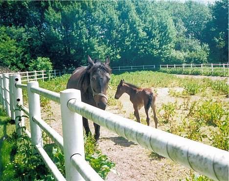 Traver Olympia Spirit - Mor og mig på folden her er jeg et par dage gammel og endnu ikke for snaksagelig som jeg er nu billede 12