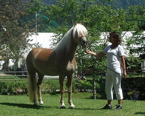 Tyroler Haflinger Holly Elghuset - Holly til verdensudstilling i østrig, hvor hun blev nr. 11 af ca. 40 specielt udtagedeheste fra hele verden billede 2