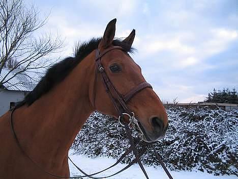 Dansk Varmblod Wel-di Klint - Wel-di en smuk vinter dag i 2006 billede 1