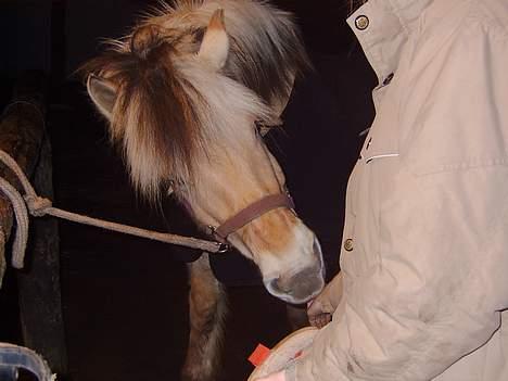 Fjordhest Claus (Part) - I vinters billede 2