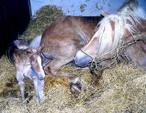 Tyroler Haflinger Holly Elghuset - Holly og hendes første fødte - Hollyday billede 3