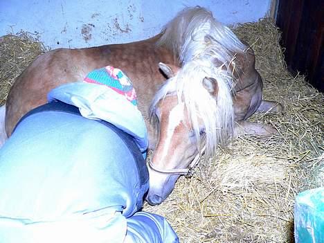 Tyroler Haflinger Holly Elghuset - Holly og Hollyday billede 4