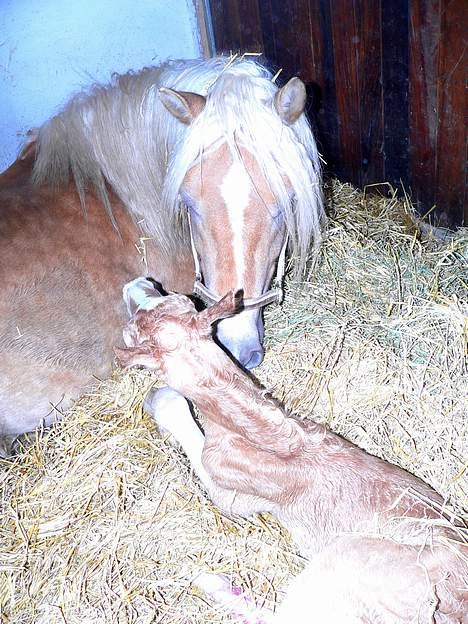 Tyroler Haflinger Holly Elghuset - Holly og Hollyday billede 5