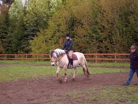 Fjordhest Claus (Part) - stævne vandt en 3 plads :) billede 3