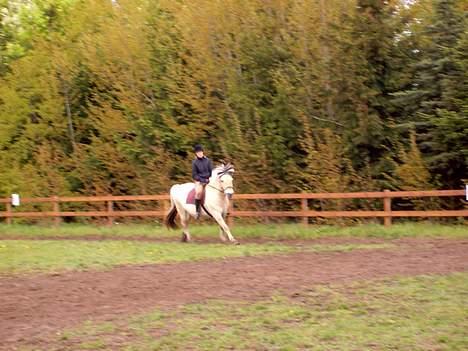 Fjordhest Claus (Part) - stævne  billede 4