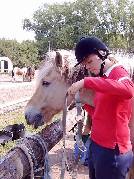 Fjordhest Claus (Part) - Efter ridning billede 5