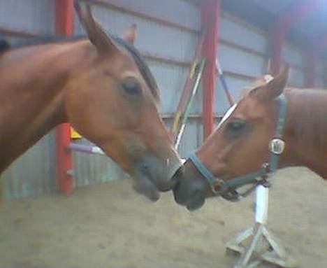 Dansk Varmblod Hindevadgård Madame  - Hej Bonnie skal vi kysse? billede 4