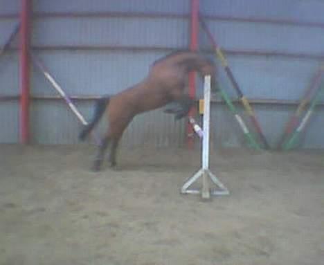 Dansk Varmblod Hindevadgård Madame  - Jeg kan godt springe :) billede 5