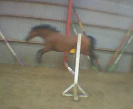 Dansk Varmblod Hindevadgård Madame  - Uha det er sjovt at springe billede 6