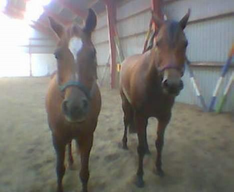 Dansk Varmblod Hindevadgård Madame  - Vi er mor´s piger er vi ikke dejlige :) billede 7