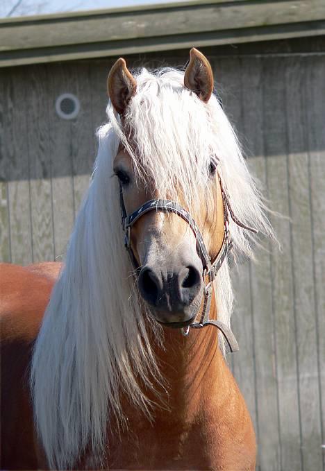 Tyroler Haflinger Liz Winterling AVLSHINGST - Foto: Lima billede 1