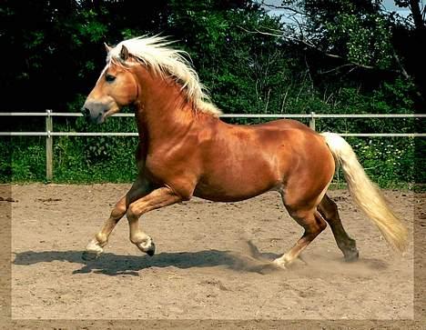 Tyroler Haflinger Liz Winterling AVLSHINGST - Foto: Lima billede 2