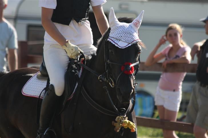 Anden særlig race Miss Beauti  * SOLGT * - Smukke pony ;D - verdens´dejligste<3 billede 5