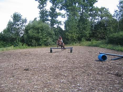 Anden særlig race Nansi R.I.P billede 10