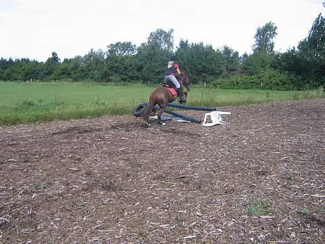 Anden særlig race Nansi R.I.P billede 11