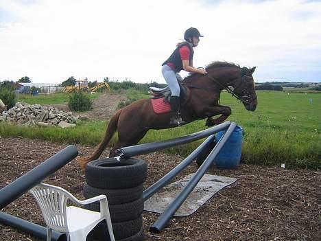 Anden særlig race Nansi R.I.P - sif og Nansi  spriger 1 meter billede 12