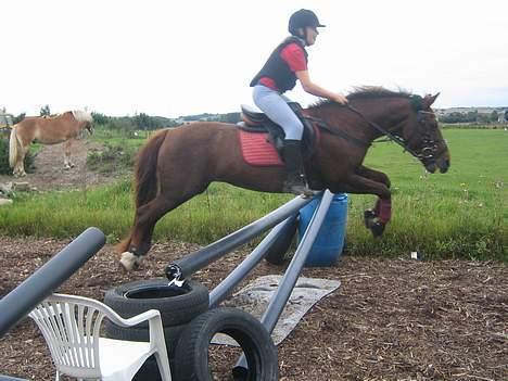 Anden særlig race Nansi R.I.P billede 13