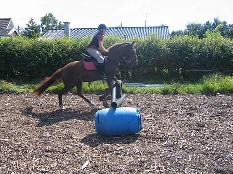 Anden særlig race Nansi R.I.P billede 14