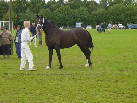Welsh Cob (sec D) Dynamite Princess Heleea - Kåring igen billede 14