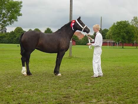 Welsh Cob (sec D) Dynamite Princess Heleea - kåring igen billede 16
