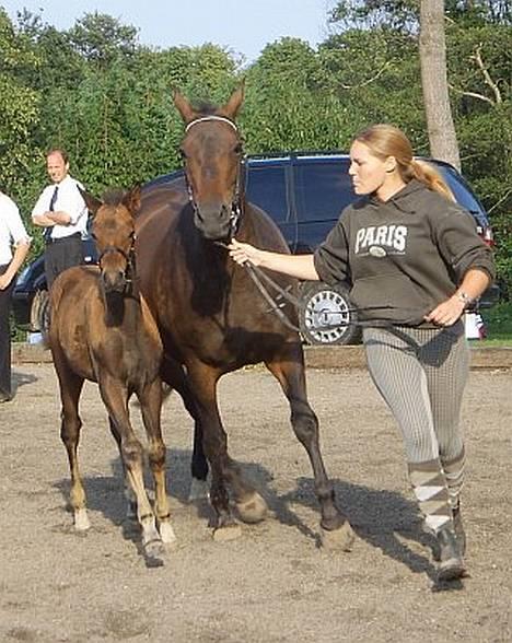 Trakehner Indian Sunset *SOLGT* - Sunset, hendes mor og jeg under æresrunden! billede 1