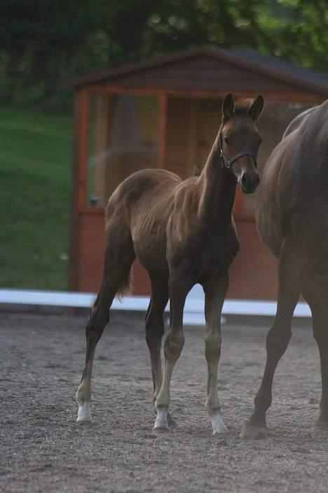 Trakehner Indian Sunset *SOLGT* billede 2