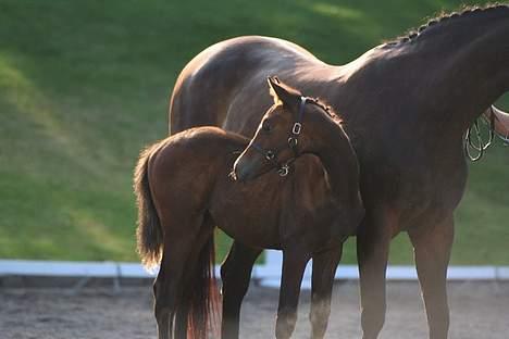 Trakehner Indian Sunset *SOLGT* billede 3