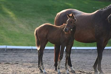 Trakehner Indian Sunset *SOLGT* billede 4