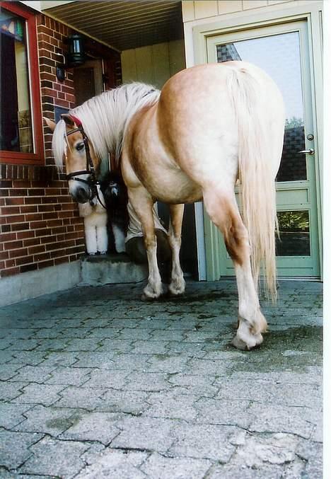 Tyroler Haflinger Tinni - Så venter vi lige på nogle gulerødder billede 14