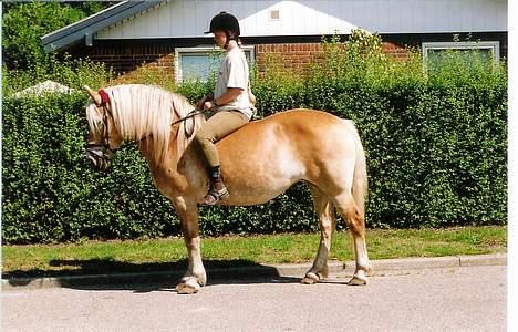 Tyroler Haflinger Tinni billede 15