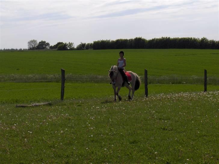 Fjordhest Mick Mølbak FJ 9403365 - maj 2007  " billede 6