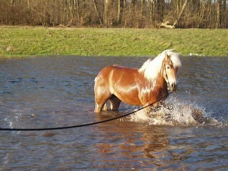 Haflinger Eizhia - her er lille eizhia i marts 2007, hvor hun har fået lov til at komme ud og bade... og der skal lig siges at hun ELSKER vand, RIGTIG meget :) billede 10