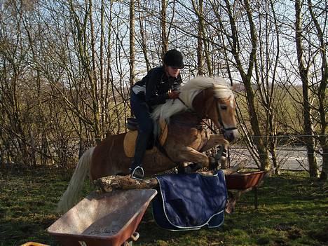 Haflinger Eizhia - jaaa. tyksakken kan skam godt billede 11