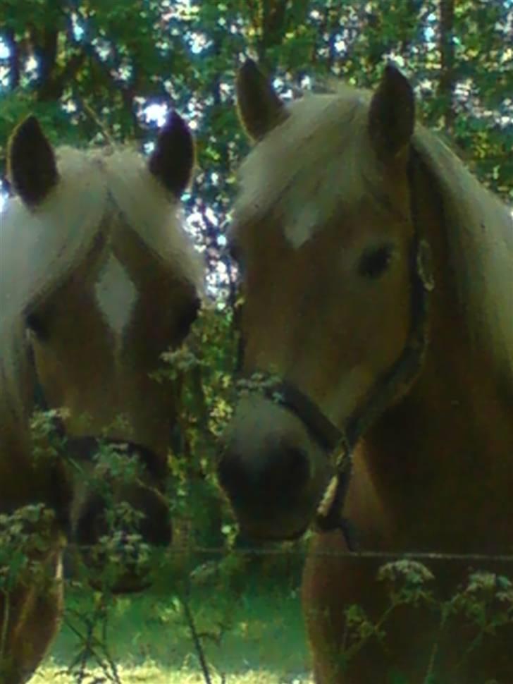 Haflinger Eizhia - <3<3 de er dejlige <3<3 billede 12