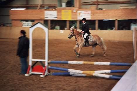 Haflinger Eizhia - endnu et billed fra stævnet i RHO billede 13
