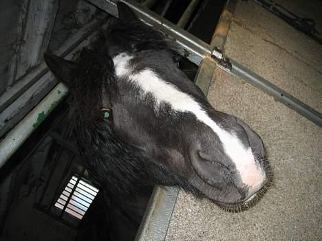 Dartmoor Akido af granlygård - I boks billede 15